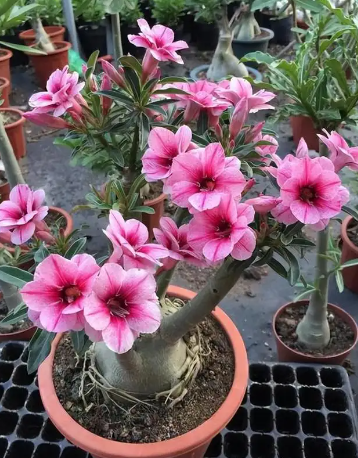 沙漠玫瑰怎么修剪和管理