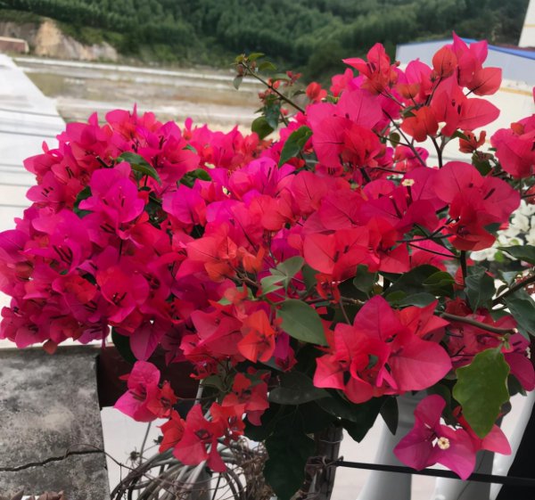 海南三角梅花期有多长