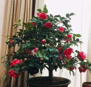 茶花开完花后怎么剪枝条 关于茶花修剪时间及技巧