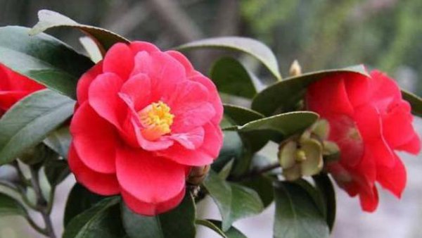 茶花开完花后怎么剪枝条
