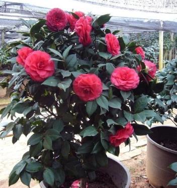 茶花开完花后怎么剪枝条