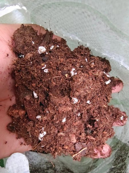 酢浆草花期过后怎么处理