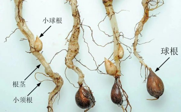 酢浆草花期过后怎么处理
