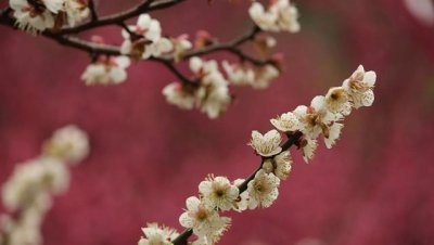 玉蝶梅有几个品种 最名贵的梅花品种