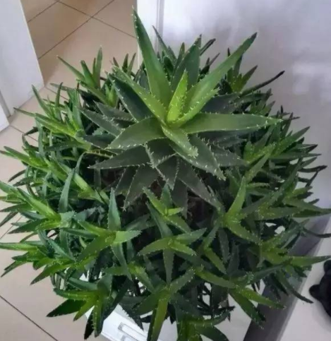 芦荟能晒太阳吗