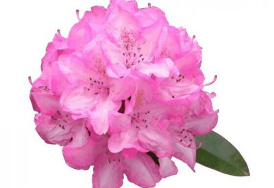 杜鹃花什么时候开花 关于杜鹃花的养护技巧