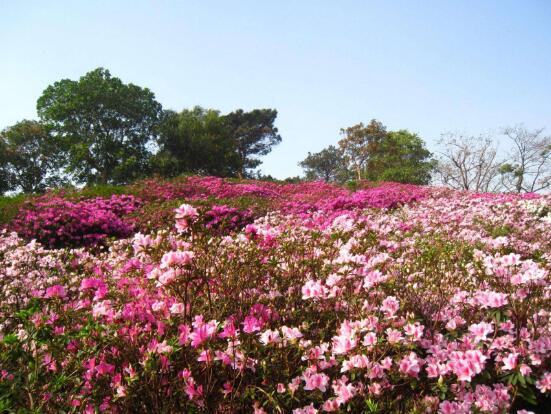 杜鹃花什么时候开花