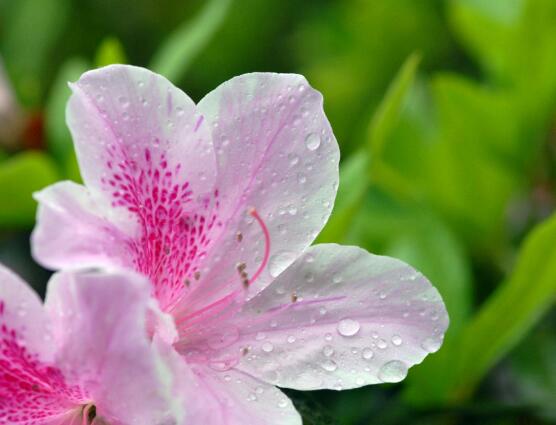 杜鹃花什么时候开花