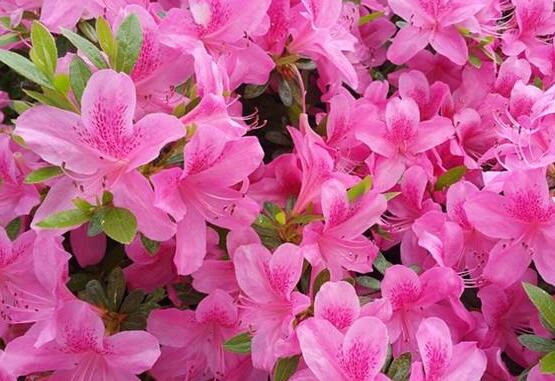 杜鹃花什么时候开花