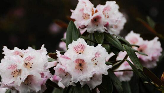 杜鹃花什么时候开花