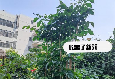 幸福树开花寓意着什么意思 关于幸福树摆放的正确位置