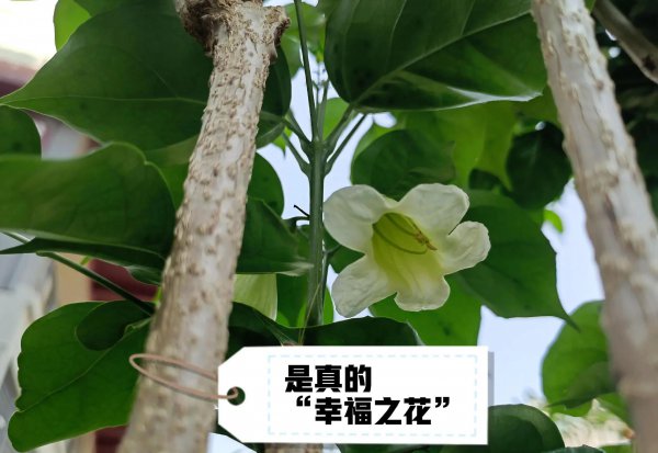 幸福树开花寓意着什么意思