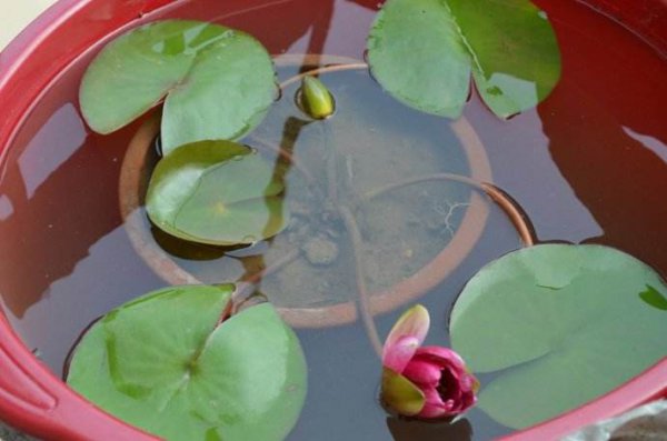 睡莲不开花是什么原因造成的