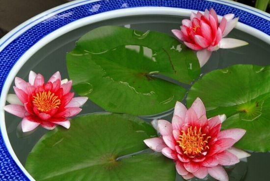 睡莲不开花是什么原因造成的