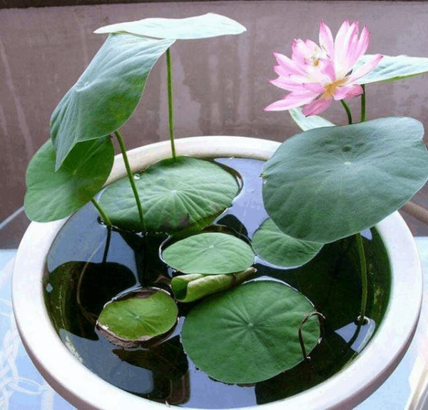 睡莲不开花是什么原因造成的