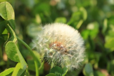 晚上开的花都有什么花 夜间开花的植物品种