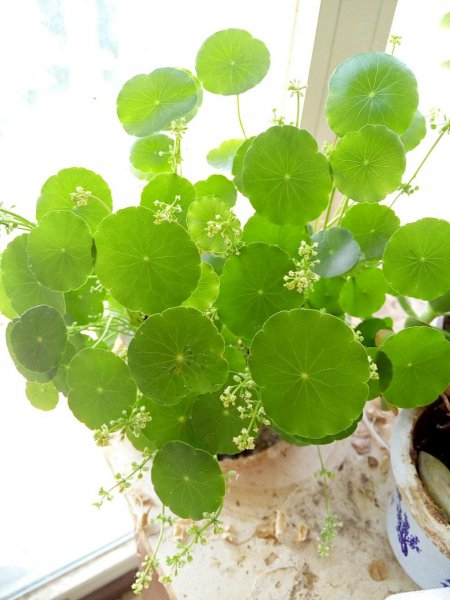 家里养铜钱草风水禁忌有哪些