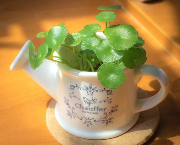 家里养铜钱草风水禁忌有哪些