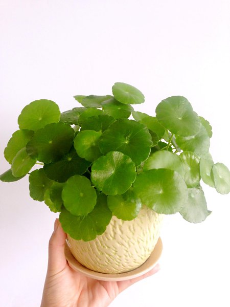 家里养铜钱草风水禁忌有哪些