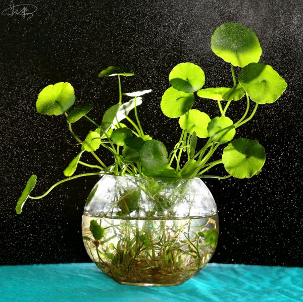 家里养铜钱草风水禁忌有哪些