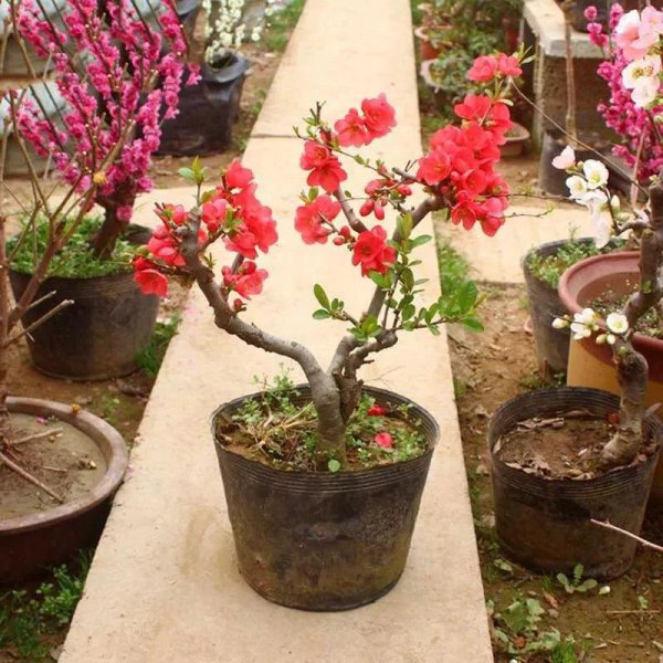 长寿冠海棠为什么四季开花