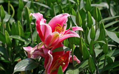 盆栽百合一年开几次花正常 百合花的养殖方法和注意事项
