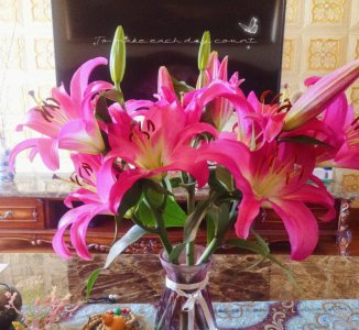 香水百合花期多久开花 百合开花后留种球的方法
