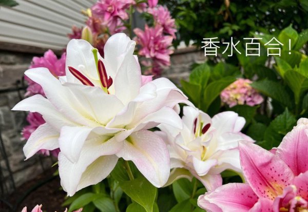 香水百合花期多久开花