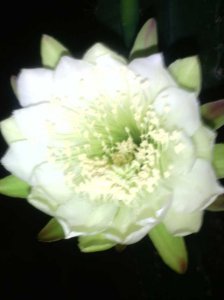 仙人掌开黄花的寓意是什么 浅谈仙人球开花预兆发财