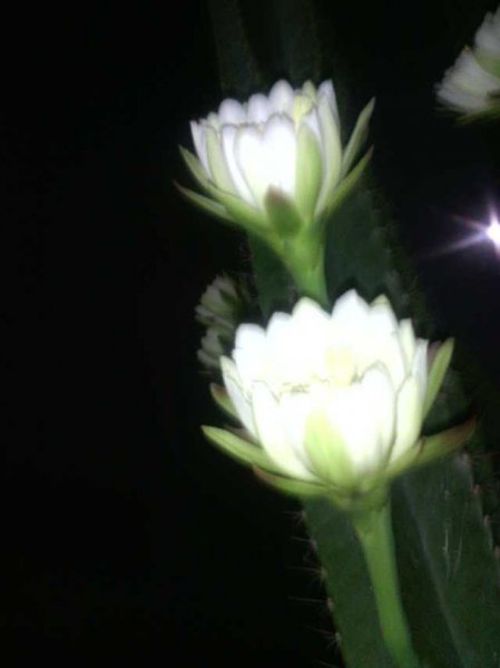 仙人掌开黄花的寓意是什么