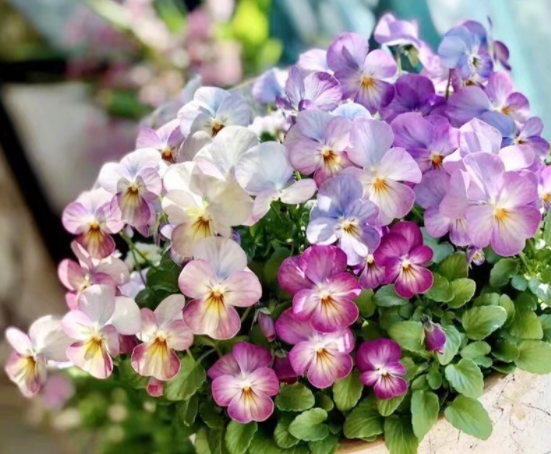 角堇花期过后怎么养护