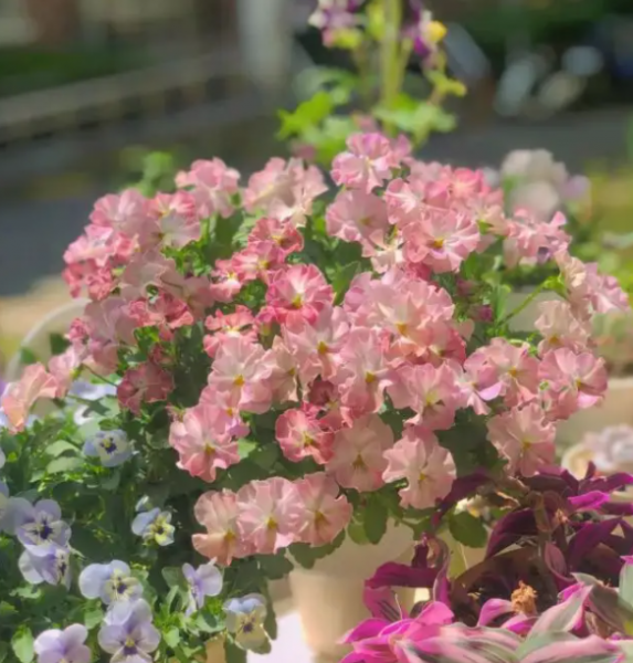 角堇花期过后怎么养护