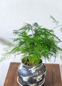 文竹开花寓意什么兆头 浅谈文竹适合的生肖