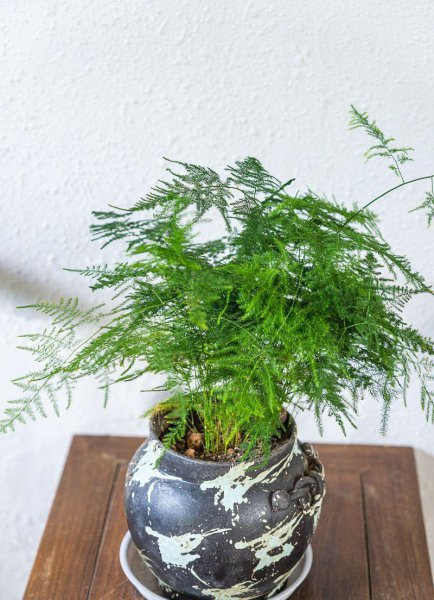 文竹开花寓意什么兆头