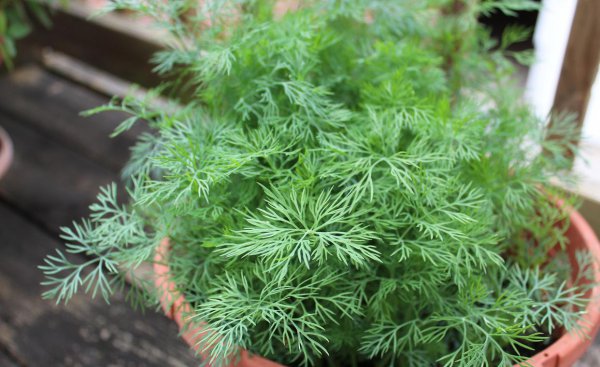 文竹开花寓意什么兆头