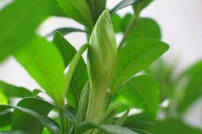 栀子花不开花只长花苞是什么原因造成的 叶子发黄解决措施