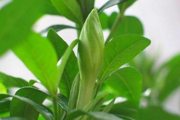 栀子花不开花只长花苞是什么原因造成的
