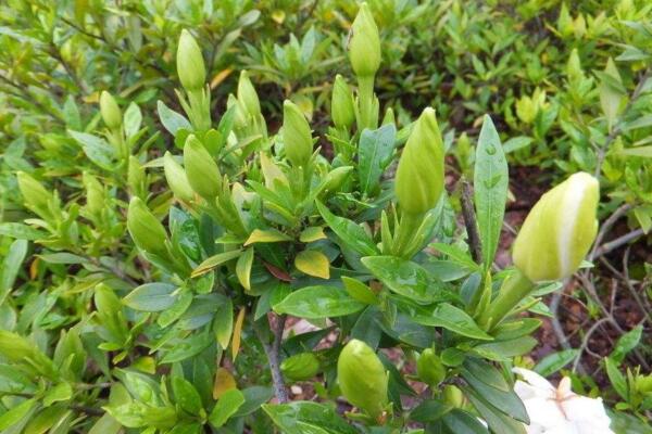 栀子花不开花只长花苞是什么原因造成的