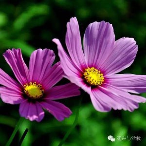 格?；ǚ缢墒鞘裁?合适送格桑花的人