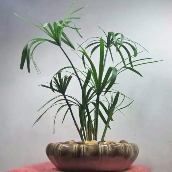 一叶莲风水禁忌是什么