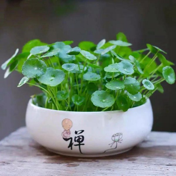 一叶莲风水禁忌是什么