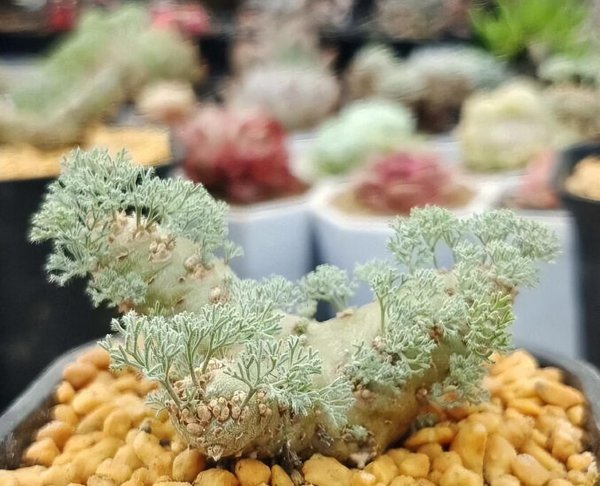 十大名贵多肉植物有哪些