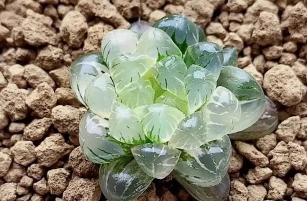 十大名贵多肉植物有哪些