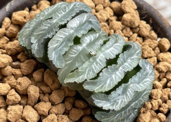 十大名贵多肉植物有哪些