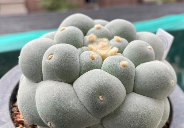 十大名贵多肉植物有哪些