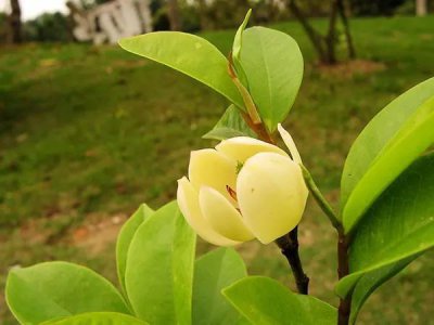 含笑花的寓意和象征是什么 最好的含笑花品种