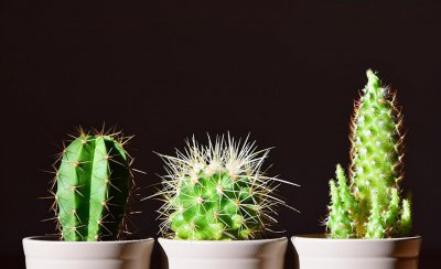 家里养仙人掌好吗 了解仙人掌的适宜摆放位置