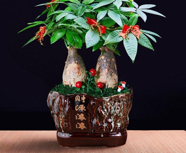 家里种蓝雪花吉利吗
