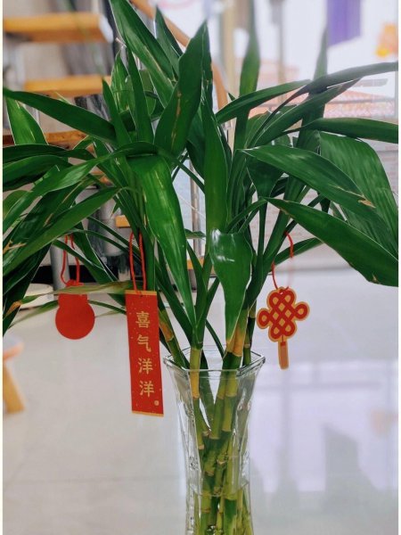 家里种蓝雪花吉利吗