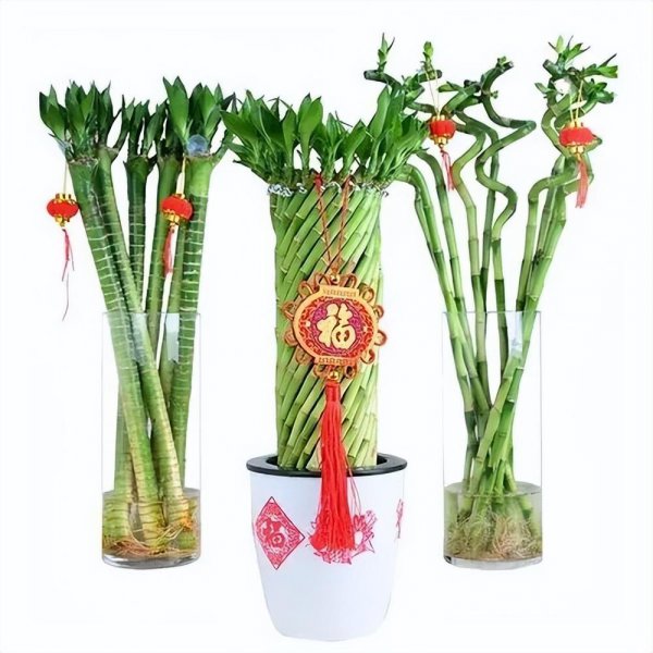 家里种蓝雪花吉利吗